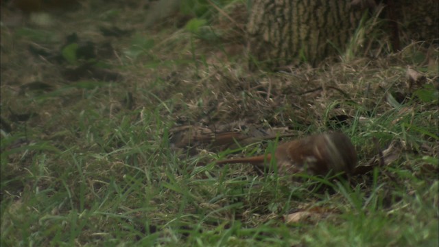 Fox Sparrow (Red) - ML446869