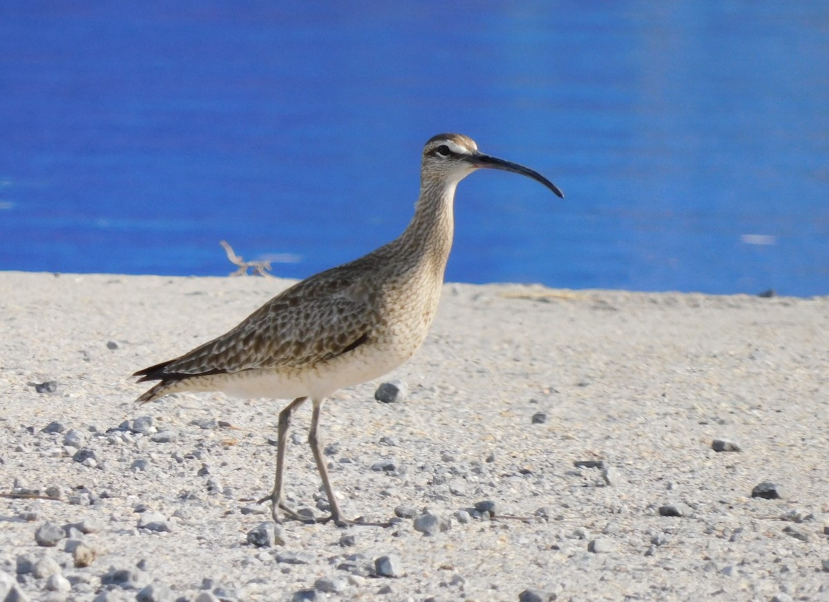 Regenbrachvogel - ML446869231