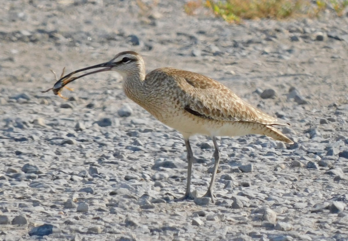 Whimbrel - Kathy Rhodes