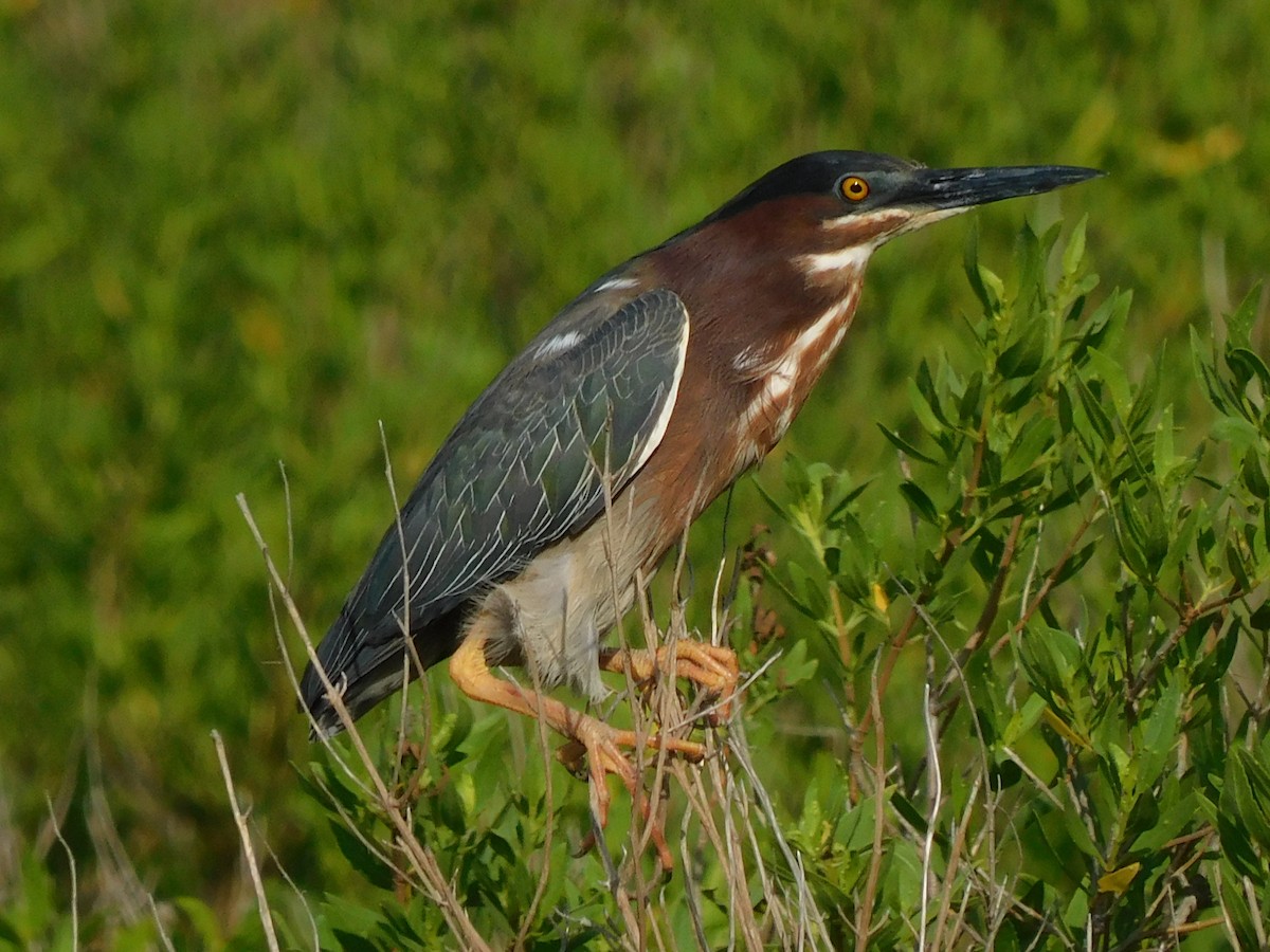 Green Heron - ML446869411