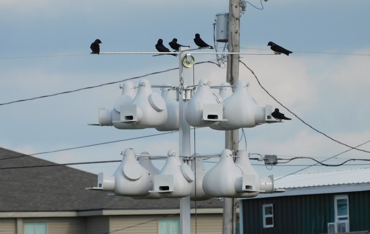 Purple Martin - ML446869461