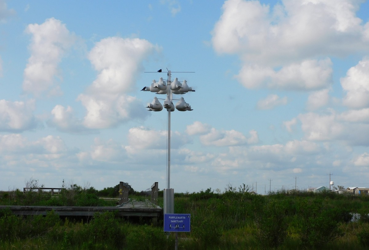 Purple Martin - ML446870091