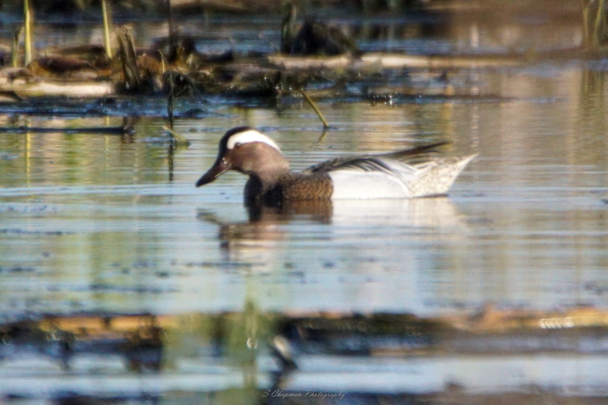 Garganey - ML446870641