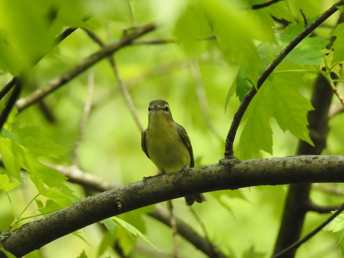 Philadelphiavireo - ML446871821