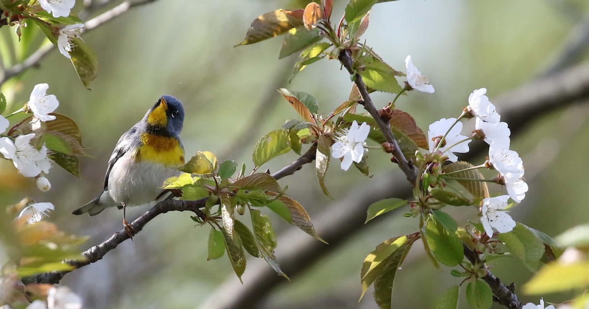 Northern Parula - Kyle Gage