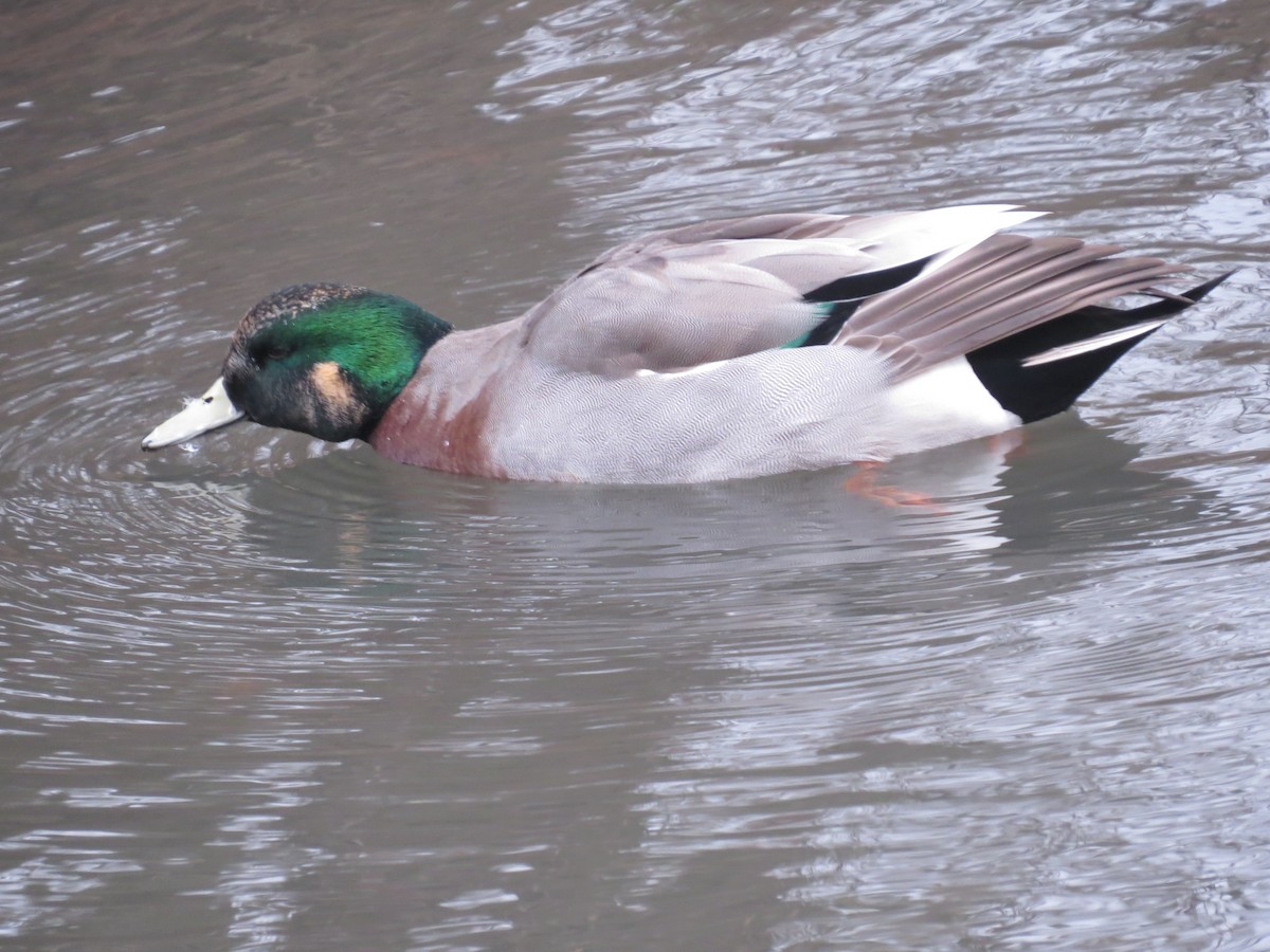 Hybride Canard d'Amérique x C. colvert - ML446872171