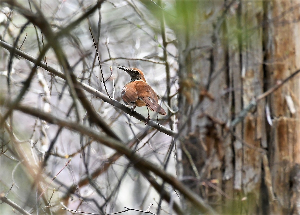 Brown Thrasher - ML446872271