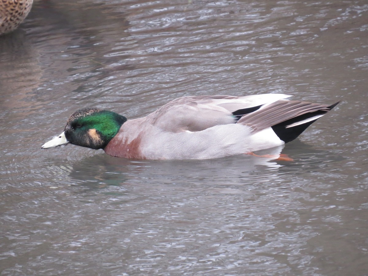 Hybride Canard d'Amérique x C. colvert - ML446872581