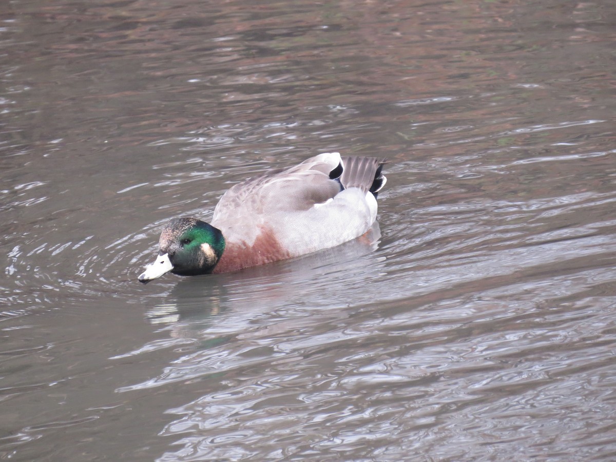 Hybride Canard d'Amérique x C. colvert - ML446872841