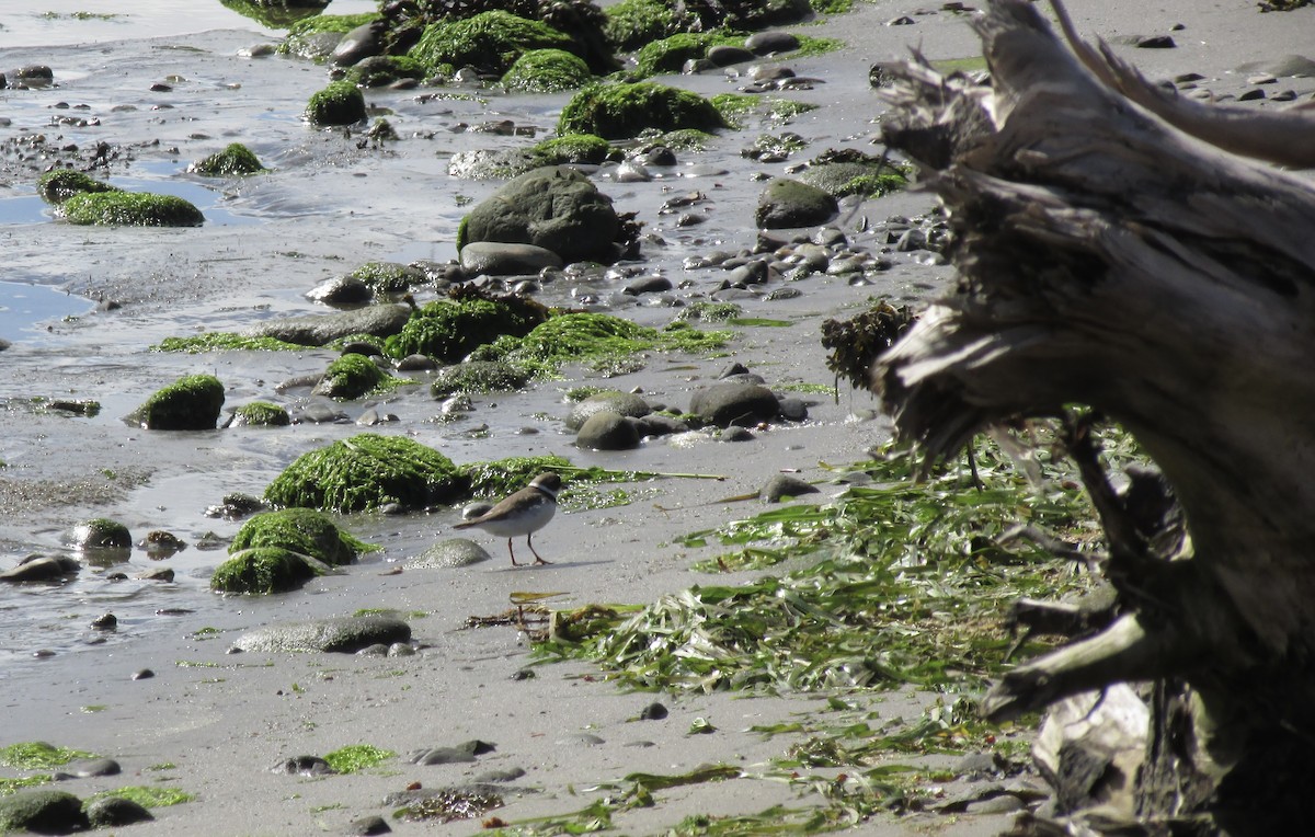 Semipalmated Plover - Gretchen Johnson