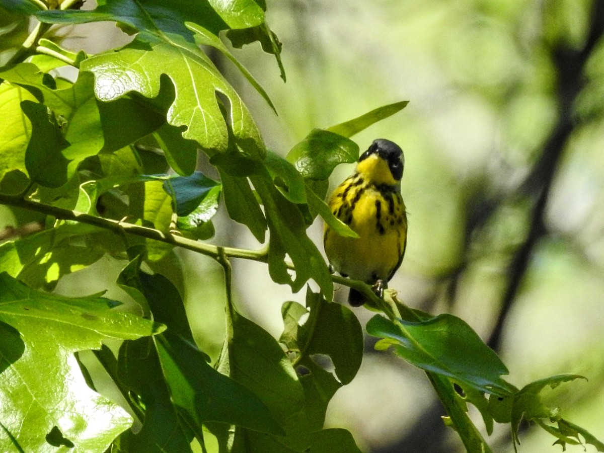 Magnolia Warbler - ML446876361