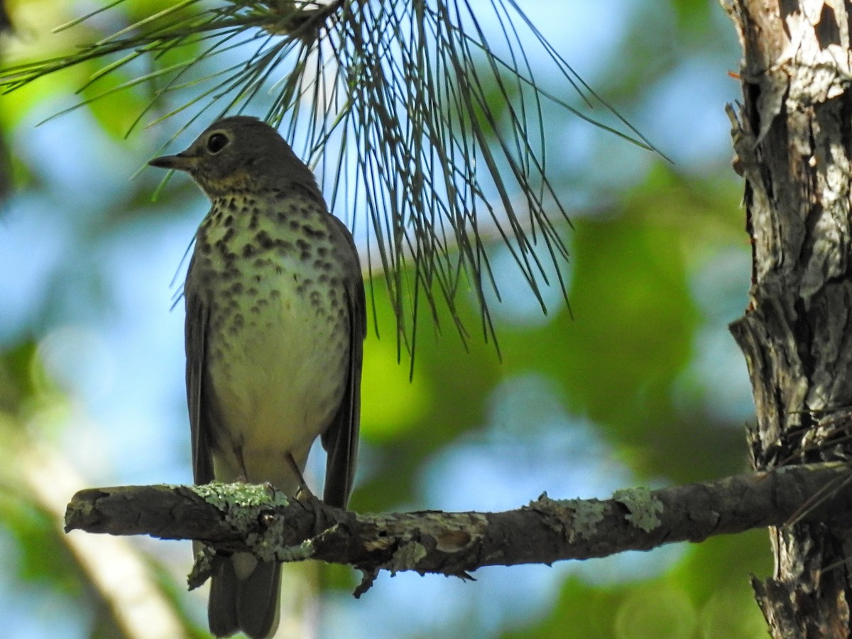 Swainson's Thrush - ML446876601