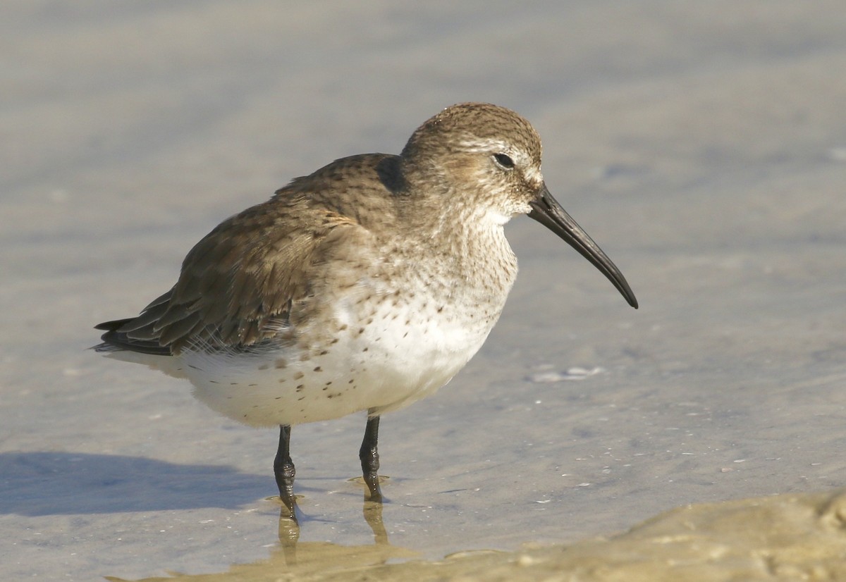 Dunlin - Bill Hill