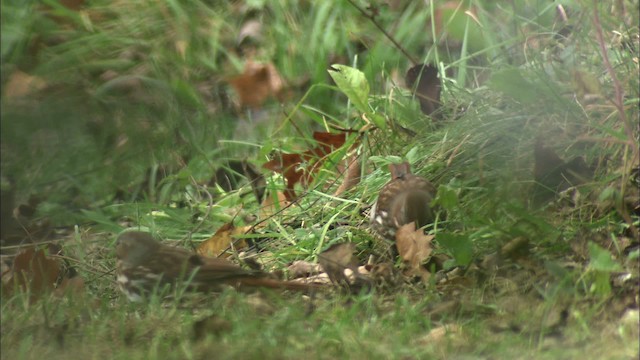 Fox Sparrow - ML446878