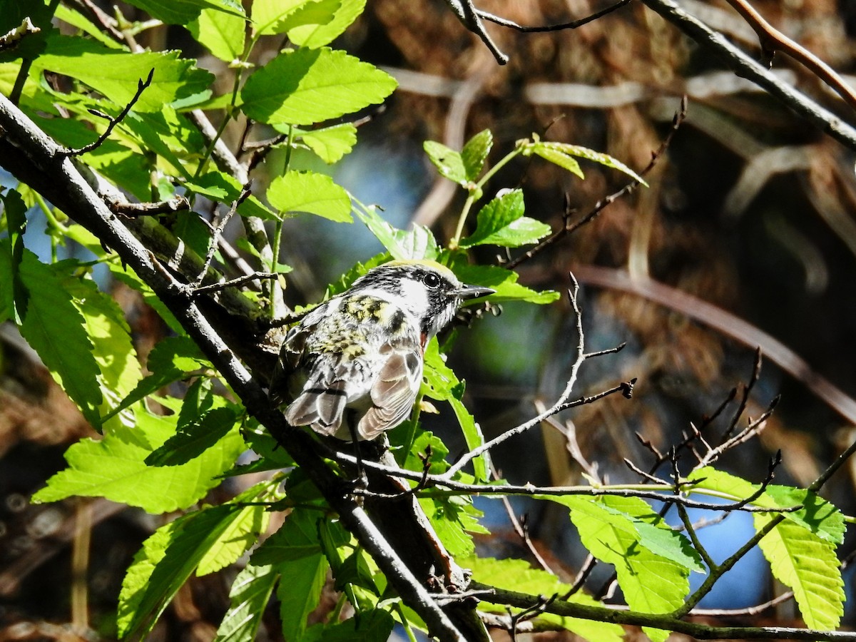 Chestnut-sided Warbler - Donna Haynes