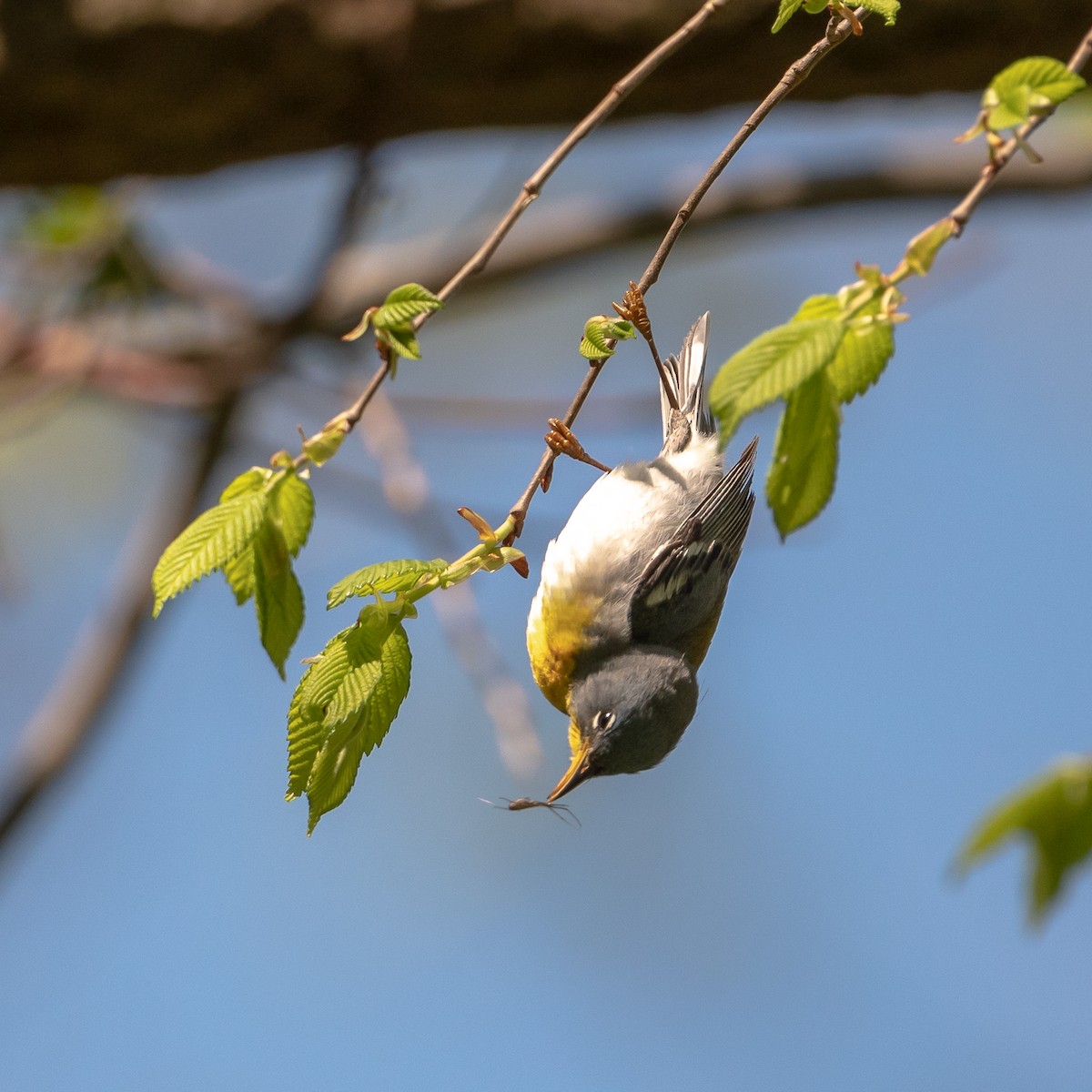 Northern Parula - ML446878621