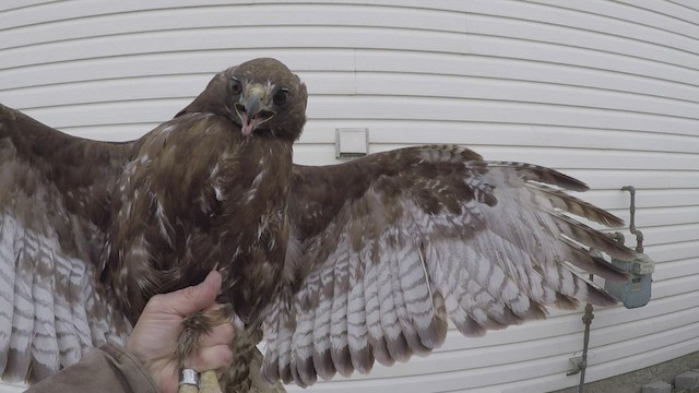 Rotschwanzbussard (calurus/abieticola) - ML446880611