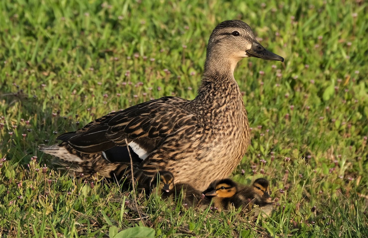 Mallard - ML446881101