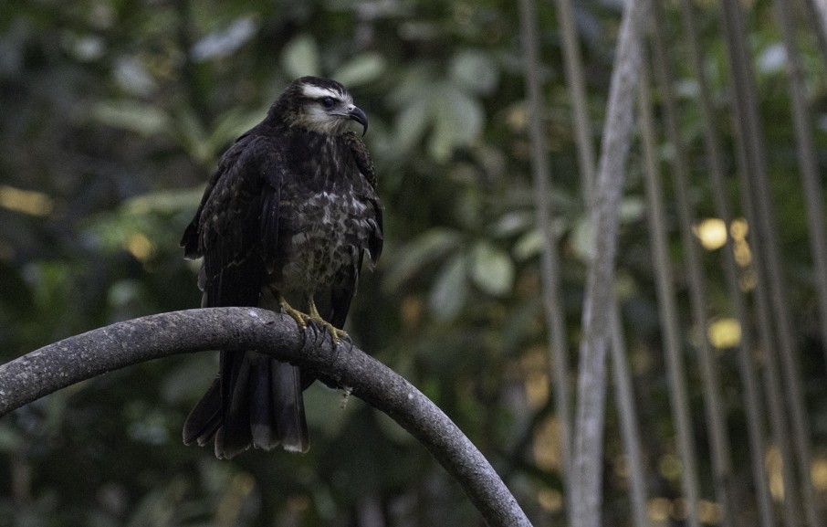 Schneckenbussard - ML446881331