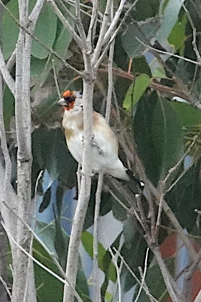 European Goldfinch - ML446881731