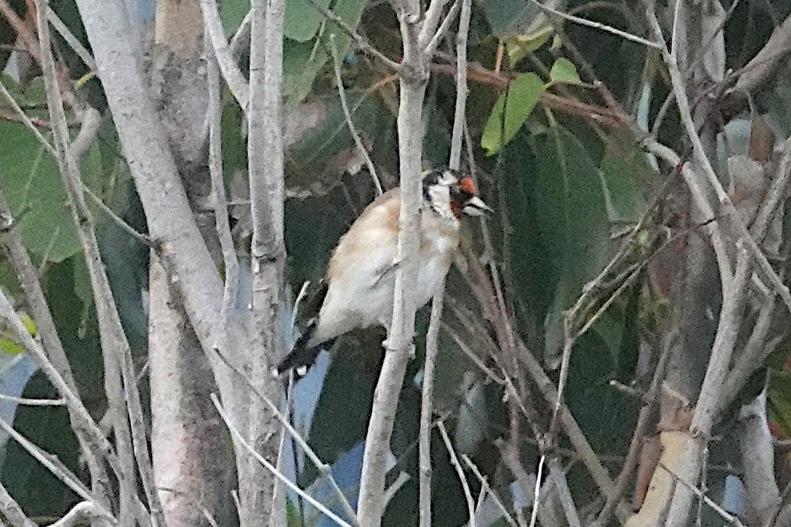 European Goldfinch - ML446881771