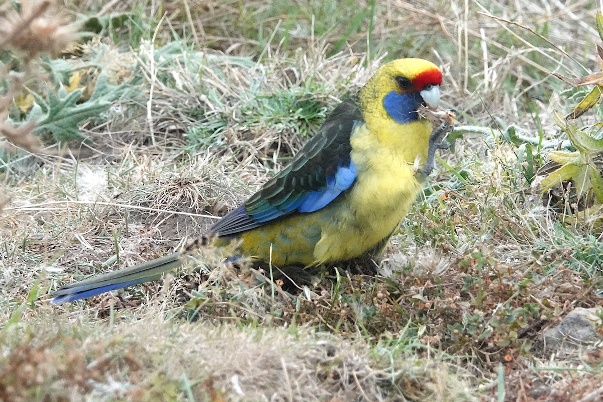 Green Rosella - Peter Woodall