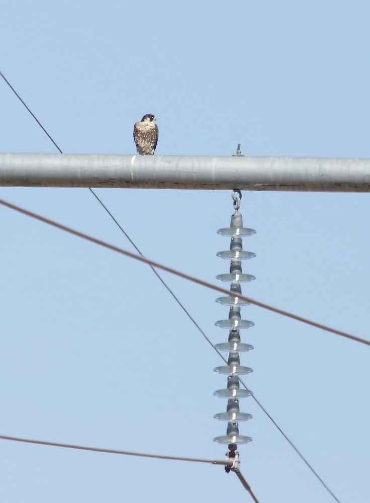 Peregrine Falcon - ML446883141