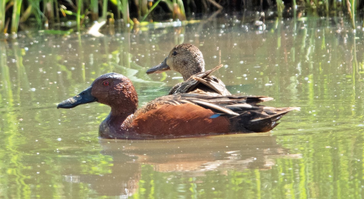 Cinnamon Teal - ML446883321