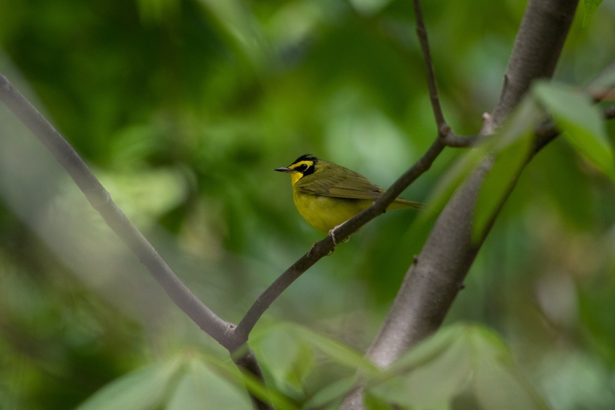 Kentucky Warbler - ML446883431