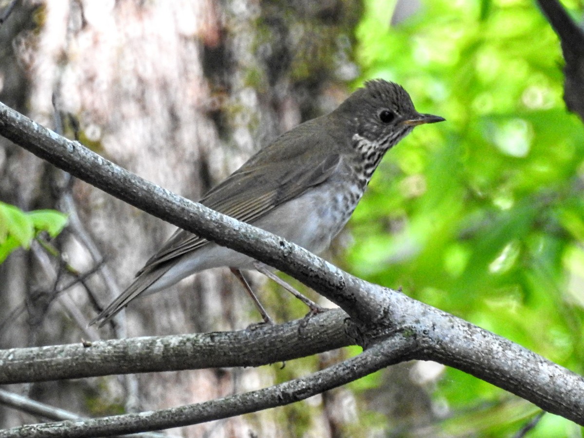 Gray-cheeked Thrush - ML446883451