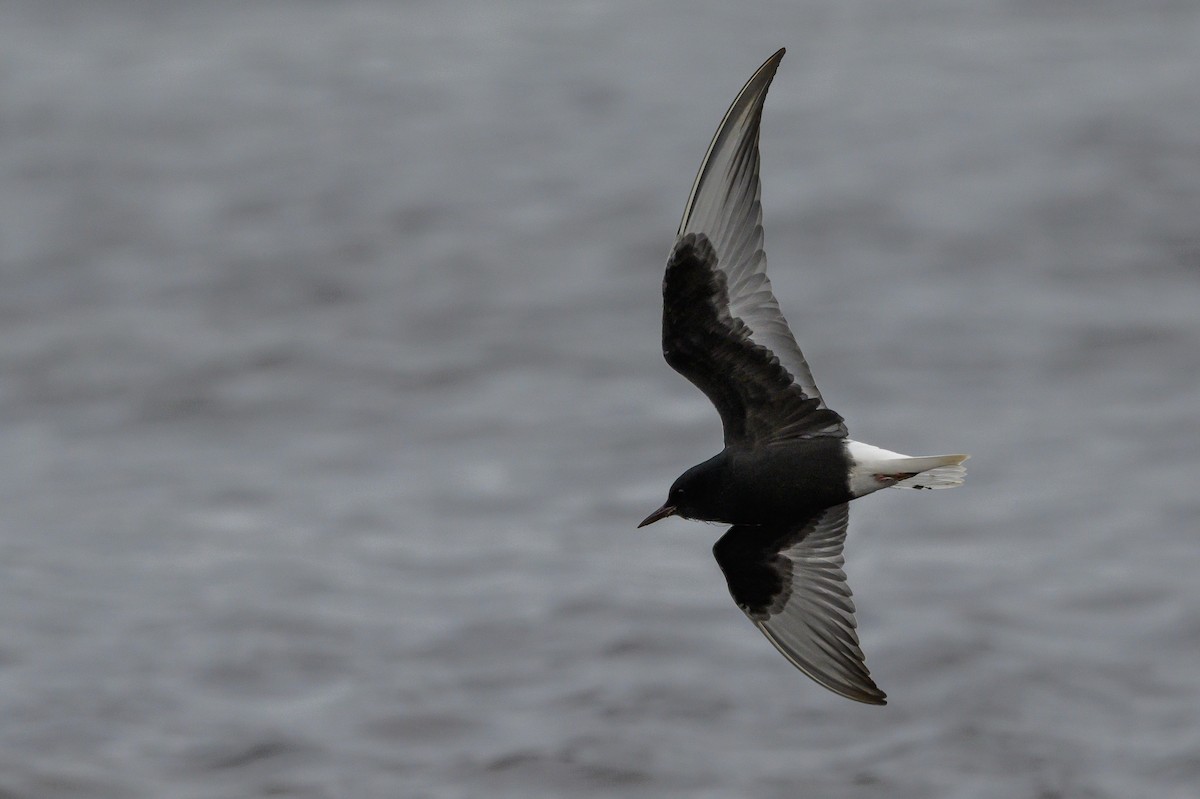 White-winged Tern - Stephen Davies