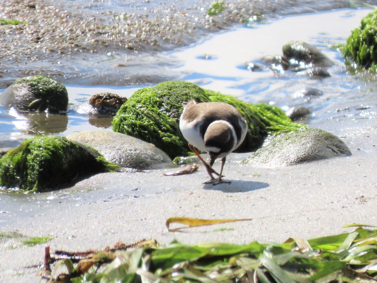 Semipalmated Plover - ML446885531