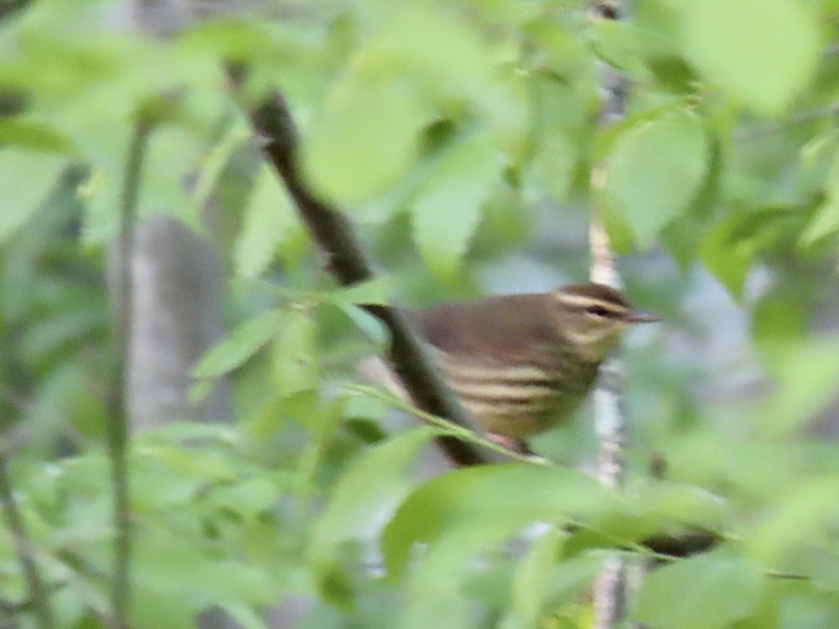 Northern Waterthrush - ML446885661