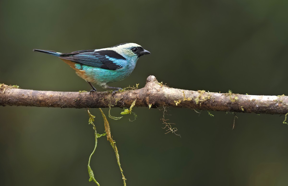 Metallic-green Tanager - ML446885931