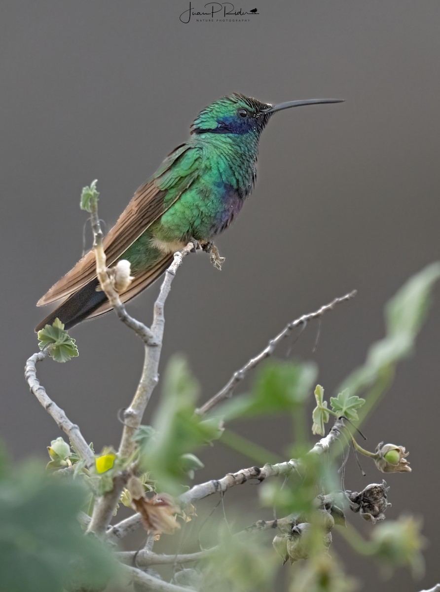 Sparkling Violetear - ML446885941