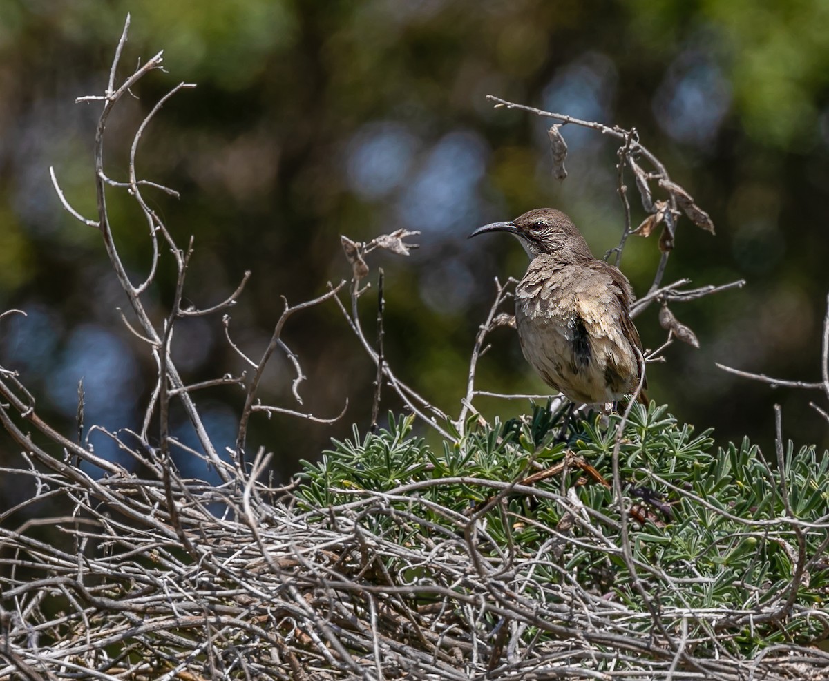 California Thrasher - ML446887021