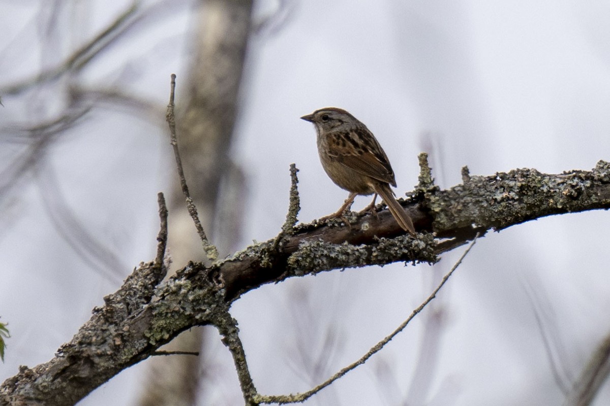 Swamp Sparrow - ML446887261