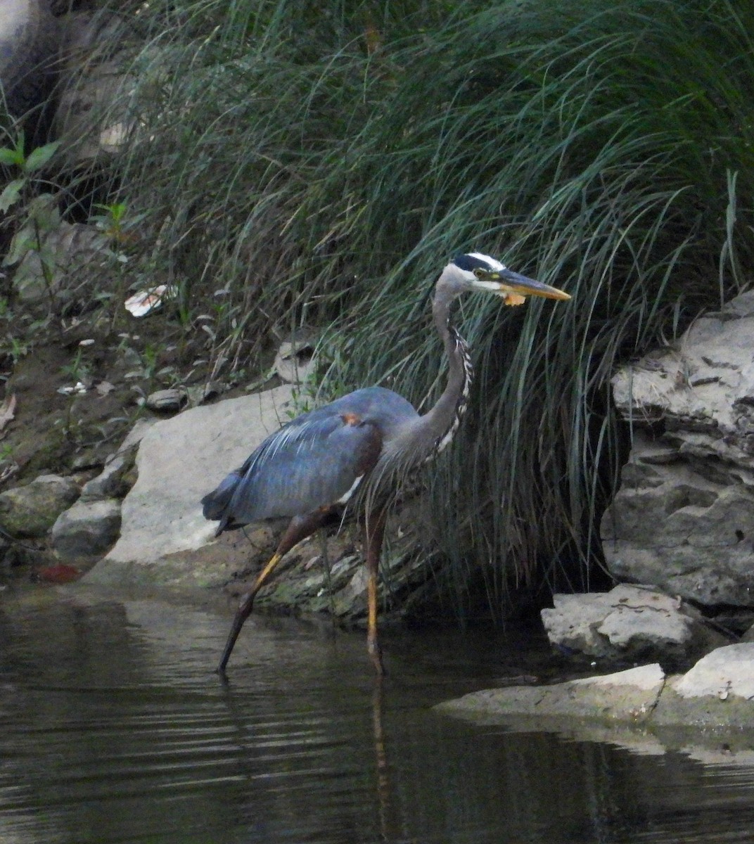 Great Blue Heron - ML446887361