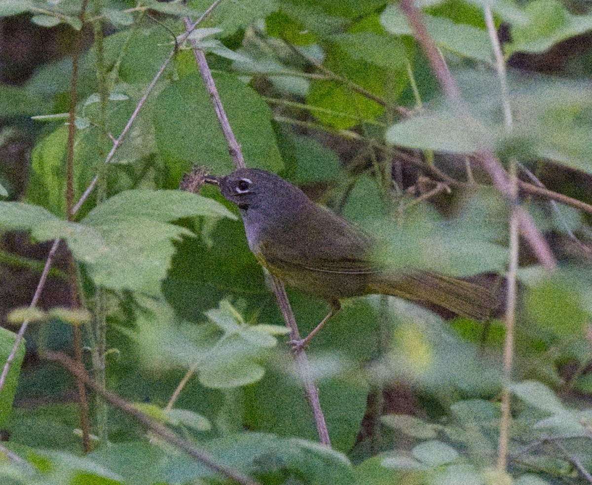 MacGillivray's Warbler - ML446888541