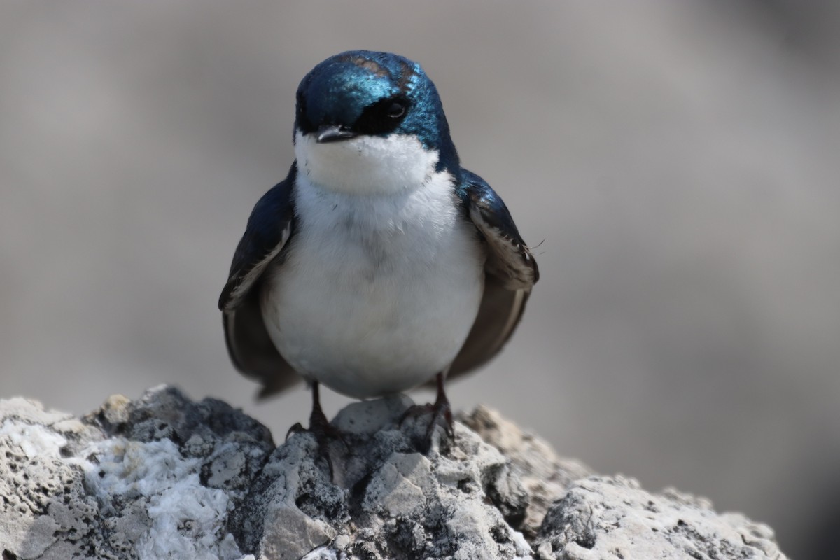 Tree Swallow - ML446889681