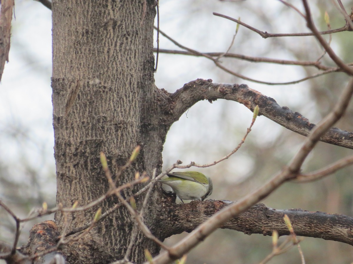 Tennessee Warbler - Michael O'Boyle