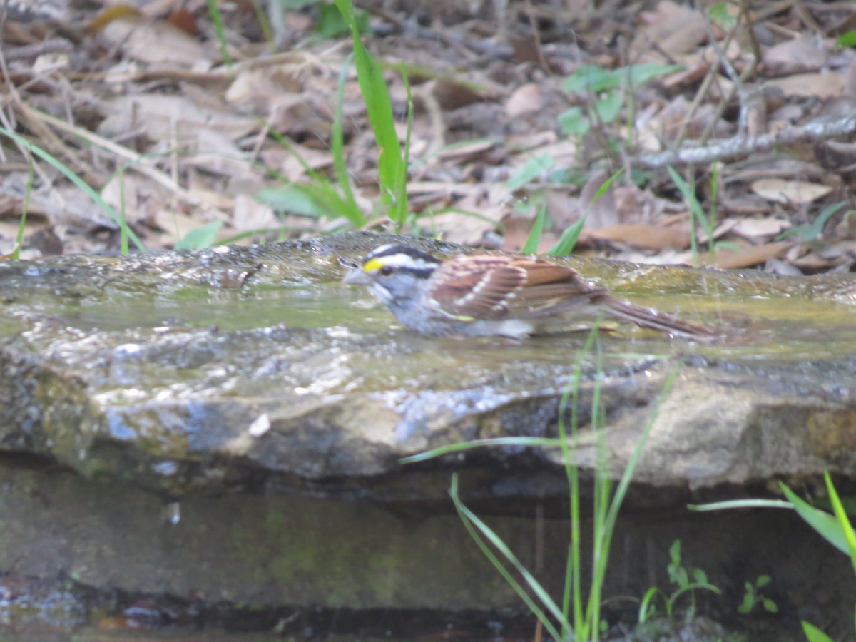 White-throated Sparrow - ML44689021