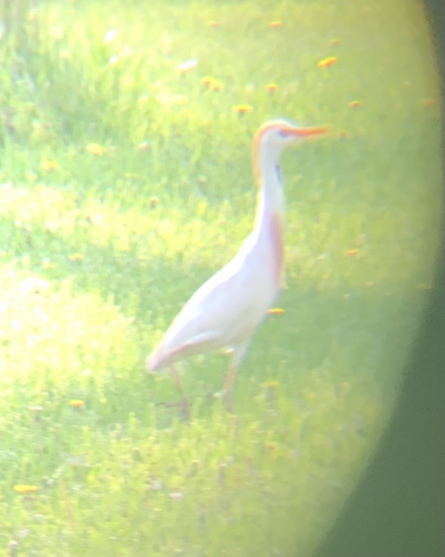 Western Cattle-Egret - ML446891701