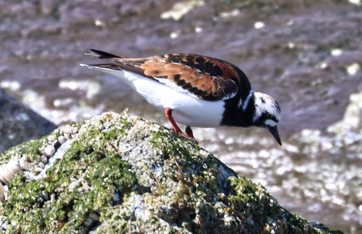 Ruddy Turnstone - ML446894411