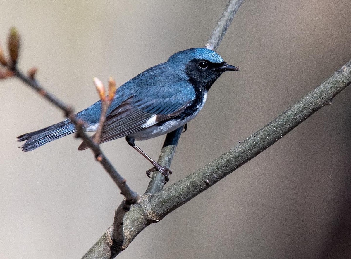 Black-throated Blue Warbler - ML446894961
