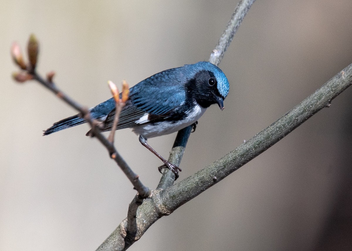 Black-throated Blue Warbler - ML446894981