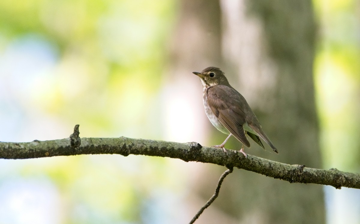 Swainson's Thrush - ML446895551