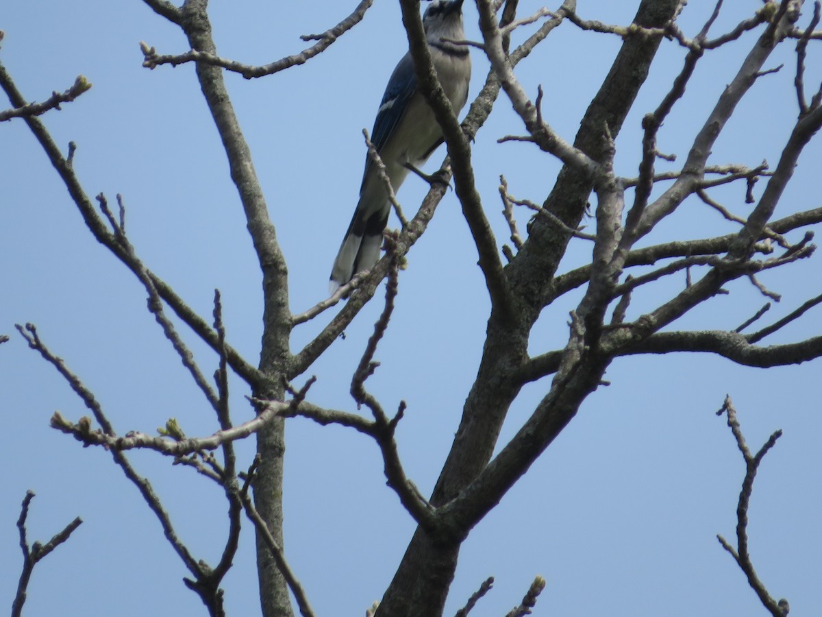Blue Jay - ML446899961