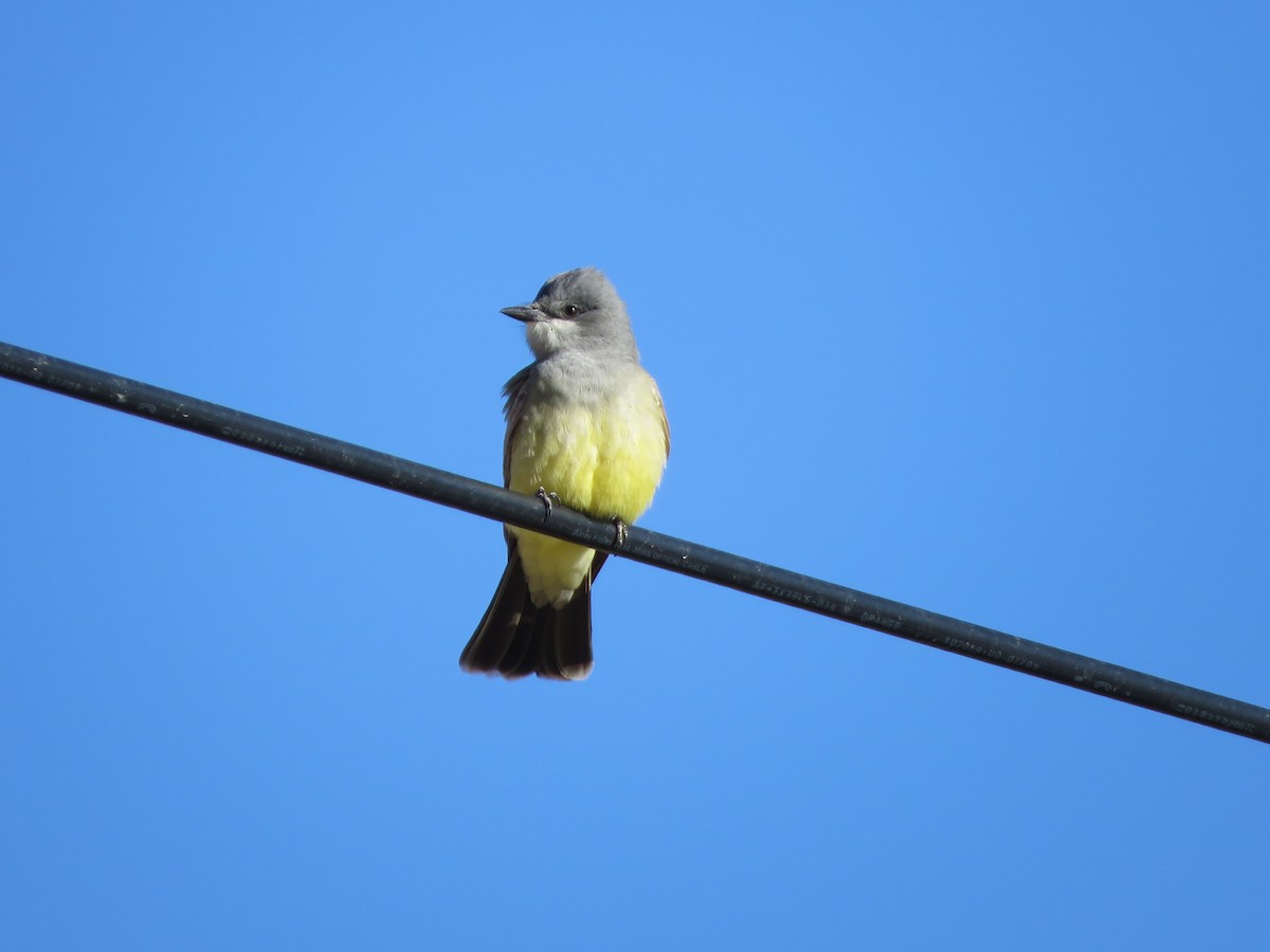 Cassin's Kingbird - ML446901781