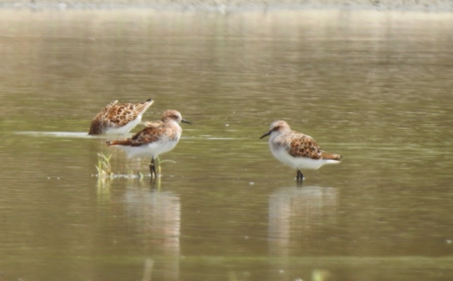 Little Stint - ML446902261